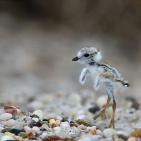 100 صورة لطيور مختلفة من جميع انحاء العالم