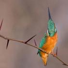 100 صورة لطيور مختلفة من جميع انحاء العالم