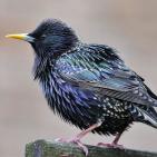 100 صورة لطيور مختلفة من جميع انحاء العالم