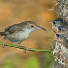 100 صورة لطيور مختلفة من جميع انحاء العالم