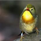 100 صورة لطيور مختلفة من جميع انحاء العالم