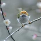 100 صورة لطيور مختلفة من جميع انحاء العالم