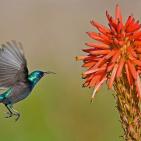 100 صورة لطيور مختلفة من جميع انحاء العالم