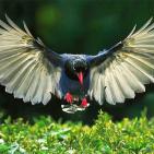 100 صورة لطيور مختلفة من جميع انحاء العالم