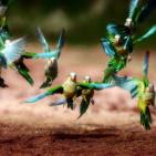 100 صورة لطيور مختلفة من جميع انحاء العالم