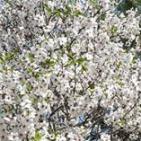 سهول مرج ابن عامر تكتسيى بالخضرة - عرابه جنين