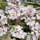 سهول مرج ابن عامر تكتسيى بالخضرة - عرابه جنين