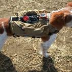 سترة آلية يابانية للكلاب بغية الكشف عن ناجين من زلزال