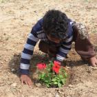 اطفال الشجاعية يزرعون الورود بين بيوتهم المُدمرة