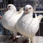 المعرض الثاني لهواة ومربي الحمام في غزة