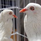 المعرض الثاني لهواة ومربي الحمام في غزة