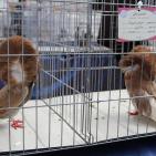 المعرض الثاني لهواة ومربي الحمام في غزة