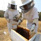 نحّالات كفر مالك