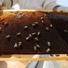 نحّالات كفر مالك