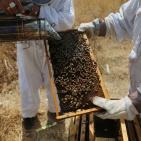 نحّالات كفر مالك