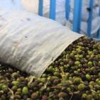 مراحل عصر الزيتون في الخليل