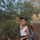 معصرة الجدار