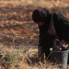 معصرة الجدار