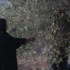 معصرة الجدار