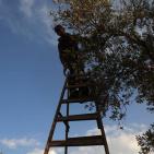 معصرة الجدار