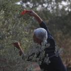 معصرة الجدار