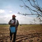 عودة زراعة القمح قرب حدود رفح الشرقية