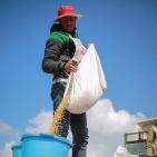 عودة زراعة القمح قرب حدود رفح الشرقية