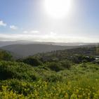 الأخضر يلون بيرزيت