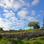 الأخضر يلون بيرزيت