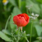 الأخضر يلون بيرزيت