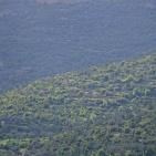 الأخضر يلون بيرزيت