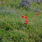 الأخضر يلون بيرزيت