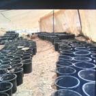  (صور)..ضبط مشتل للمخدرات في بيت لحم