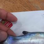 بالصور: سمكة وافدة جديدة الى بحر غزة,, ما هي وكيف وصلت!