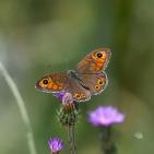 خاص | مصوّر يوثق الحياة البرية في معركة حماية البيئة والهوية