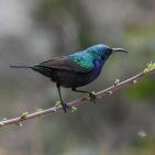 خاص | مصوّر يوثق الحياة البرية في معركة حماية البيئة والهوية