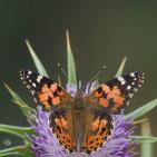 خاص | مصوّر يوثق الحياة البرية في معركة حماية البيئة والهوية