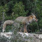 خاص | مصوّر يوثق الحياة البرية في معركة حماية البيئة والهوية