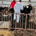 الزراعة: تحصين 13,067 رأساً من أبقار الحليب ضمن الحملة الوطنية لمكافحة الحمى القلاعية (SAT1)