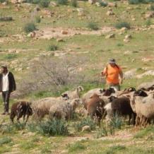 مستوطنون يطلقون مواشيهم بين مساكن ومزروعات المواطنين في شلال العوجا