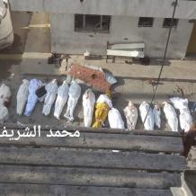 ارتفاع حصيلة الشهداء في قطاع غزة إلى 71,550 والإصابات إلى 171,365