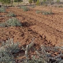 مستوطنون يقطعون عشرات أشجار الزيتون في اللبن الشرقية