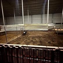 مستوطنون يعتدون على مواطنين ويسرقون 150 رأسا من الأغنام في دير دبوان