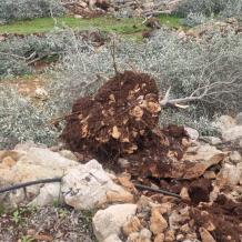 الكشف عن حجم خسائر القطاع الزراعي خلال أسبوع واحد في الضفة