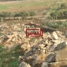 مستوطنون يقطعون 40 شجرة زيتون في مخماس شمال القدس