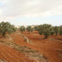 الاحتلال يصدر قرارا عسكريًا لإزالة أشجار في كفر مالك شرق رام الله
