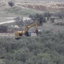 الاحتلال يقتلع المئات من أشجار الزيتون في "واد الحمص" شمال شرق بيت لحم