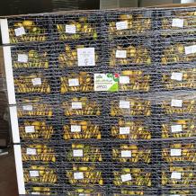 الزراعة: إعفاء الصادرات الزراعية الفلسطينية من الرسوم والغرامات على جسر الملك حسين