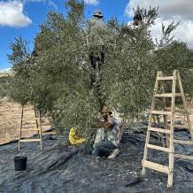 خاص | ذبابة ثمار الزيتون تهدد الموسم… تحذيرات ونصائح للمكافحة!