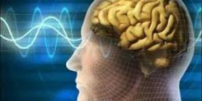 علماء يكتشفون "أنابيب" في الدماغ تخلصه من السموم